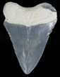 Serrated Bone Valley Megalodon Tooth #18436-1